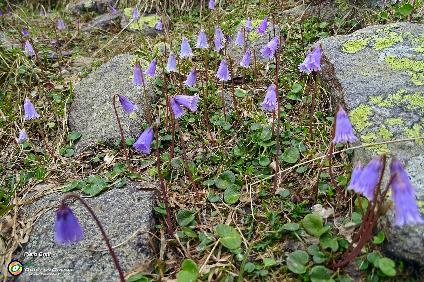 58 Soldanella piccola (Soldanella pusilla).JPG -                                